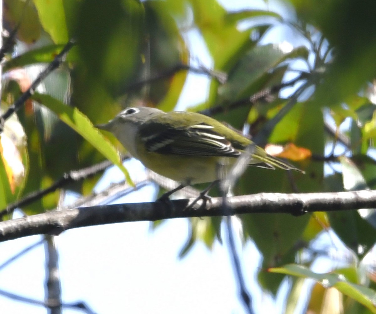 Blue-headed Vireo - Zachary Peterson