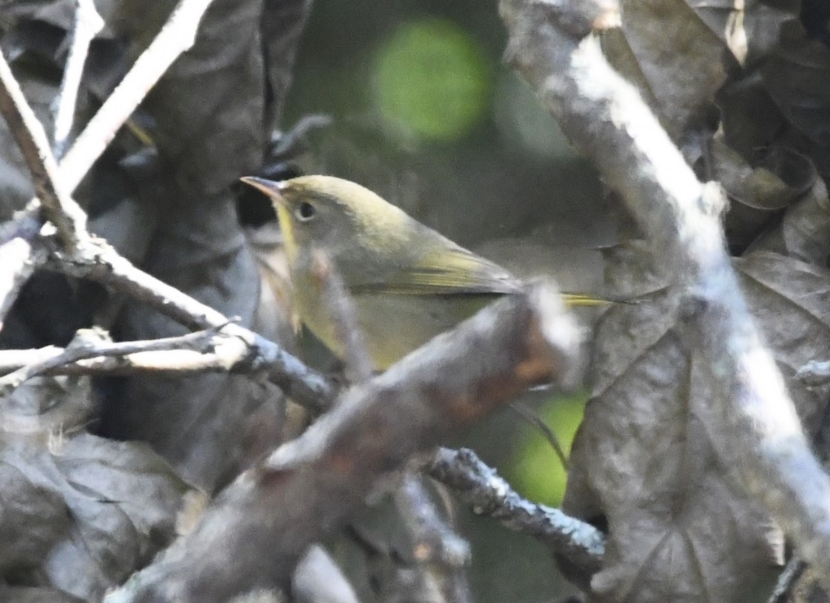 Common Yellowthroat - ML611702270