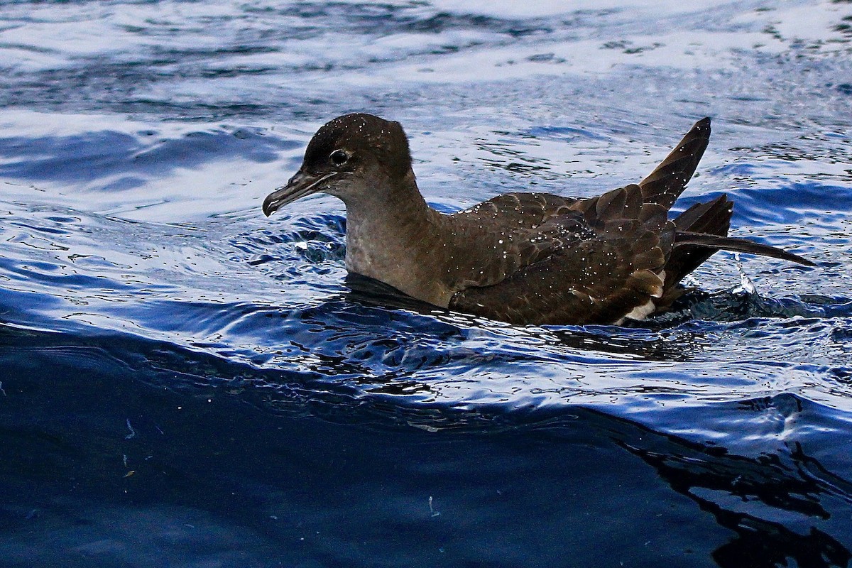 Short-tailed Shearwater - Pauline and Ray Priest