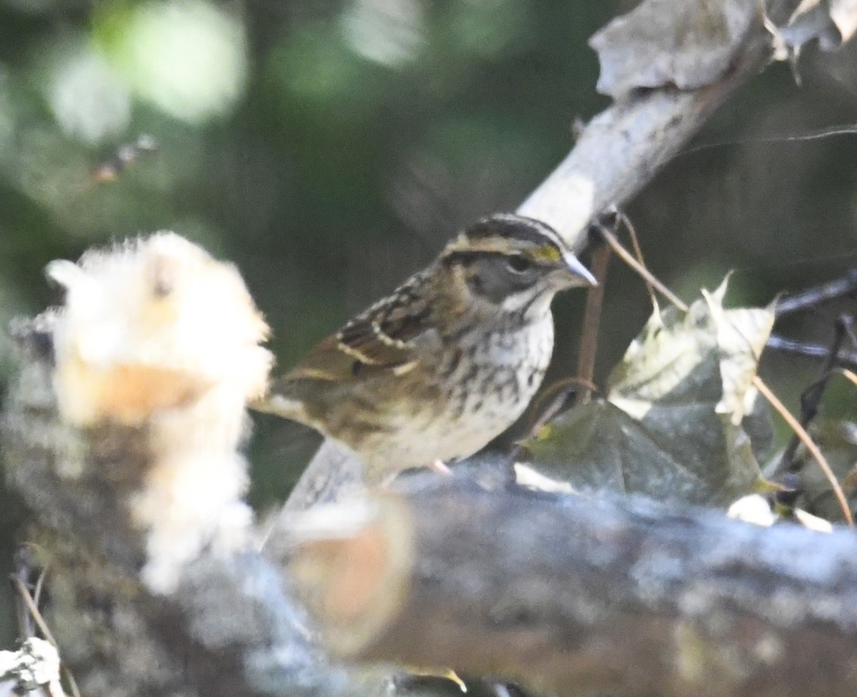 White-throated Sparrow - Zachary Peterson