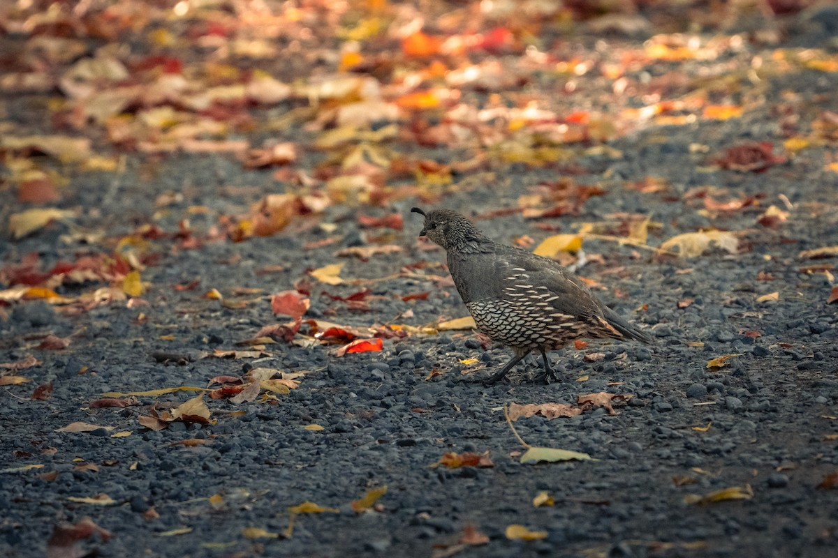 California Quail - ML611702308