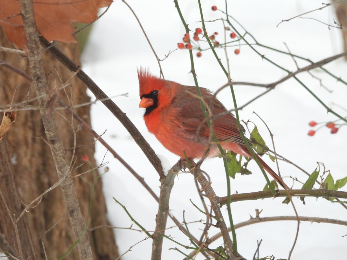 Northern Cardinal - ML611702452