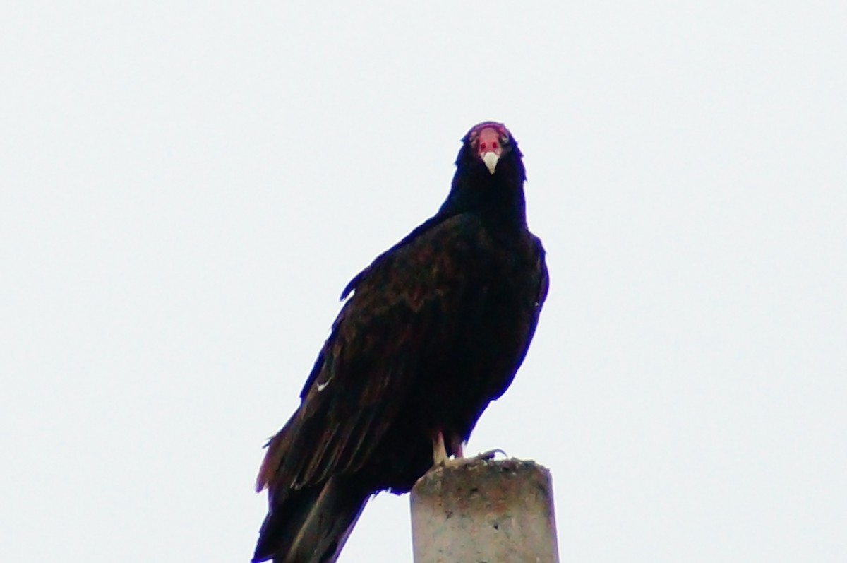 Turkey Vulture - ML611702454