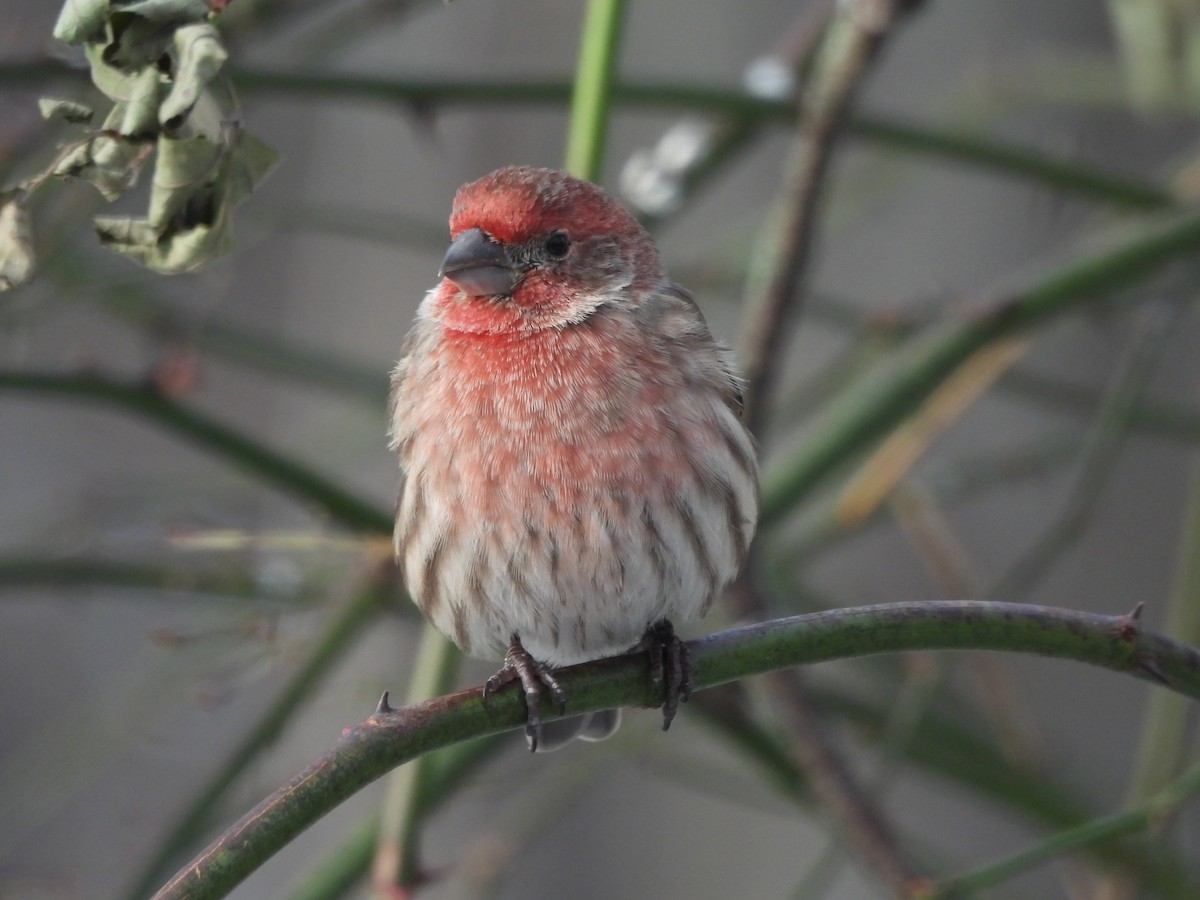 House Finch - ML611702503