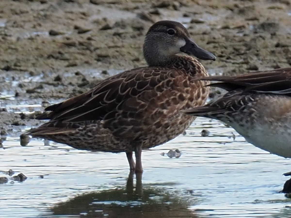 Blue-winged Teal - ML611702505