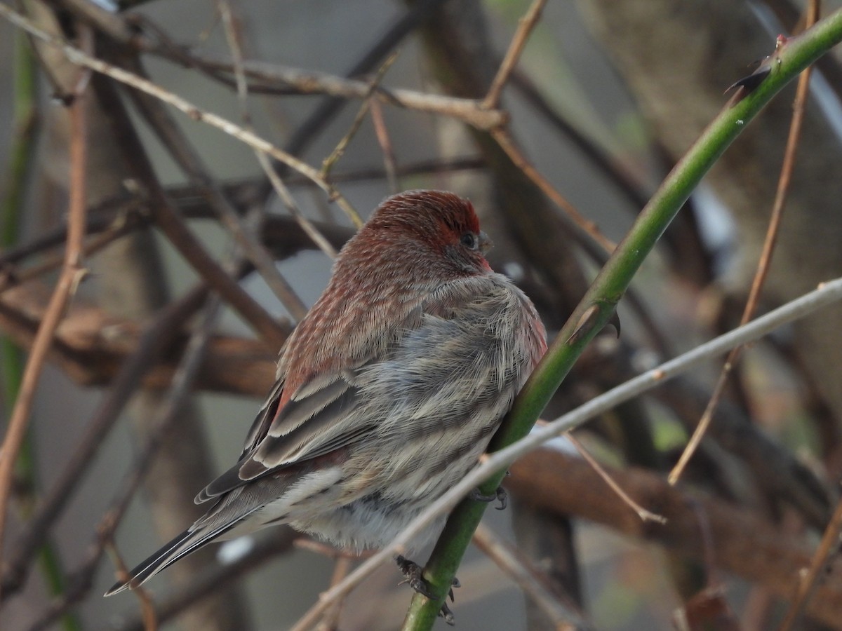 House Finch - ML611702512