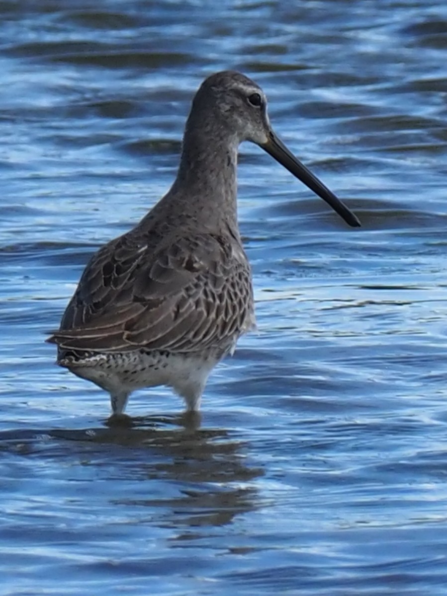 Long-billed Dowitcher - ML611702524