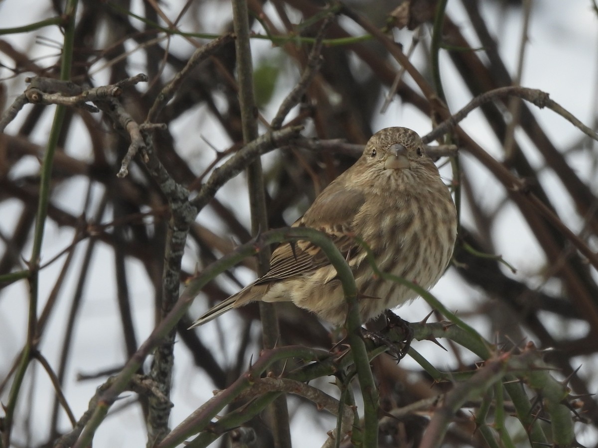 House Finch - ML611702534