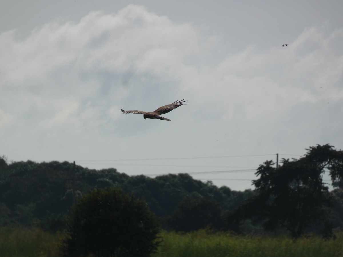 Northern Harrier - ML611702543
