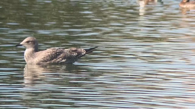 Gaviota (Larus) sp. - ML611702568