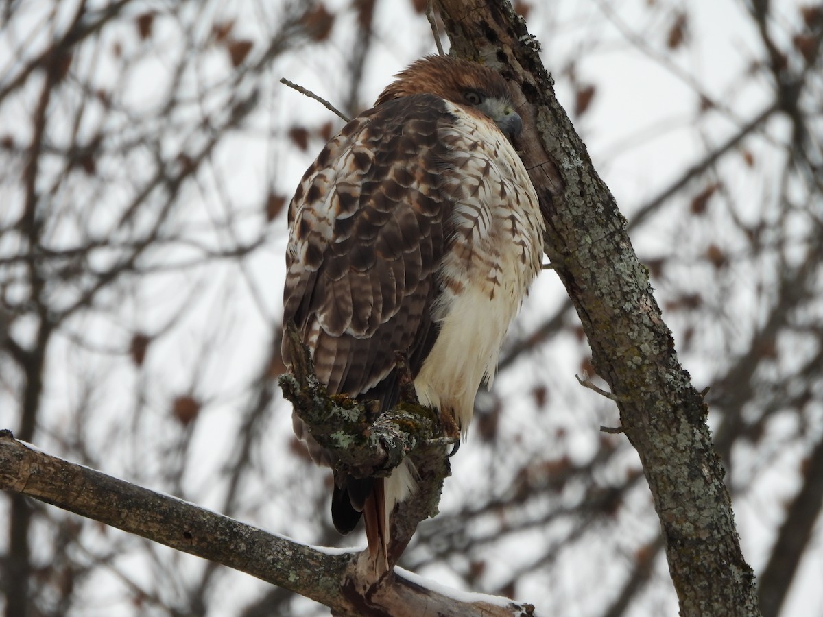 Red-tailed Hawk - ML611702587