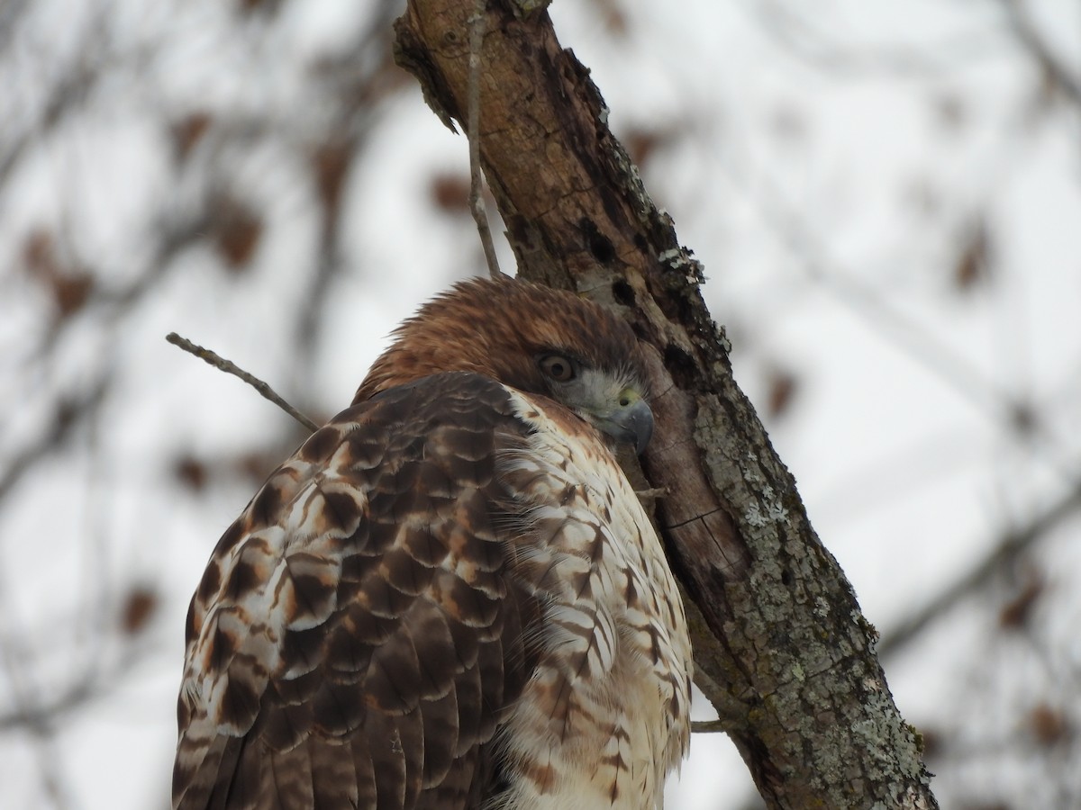 Red-tailed Hawk - ML611702599