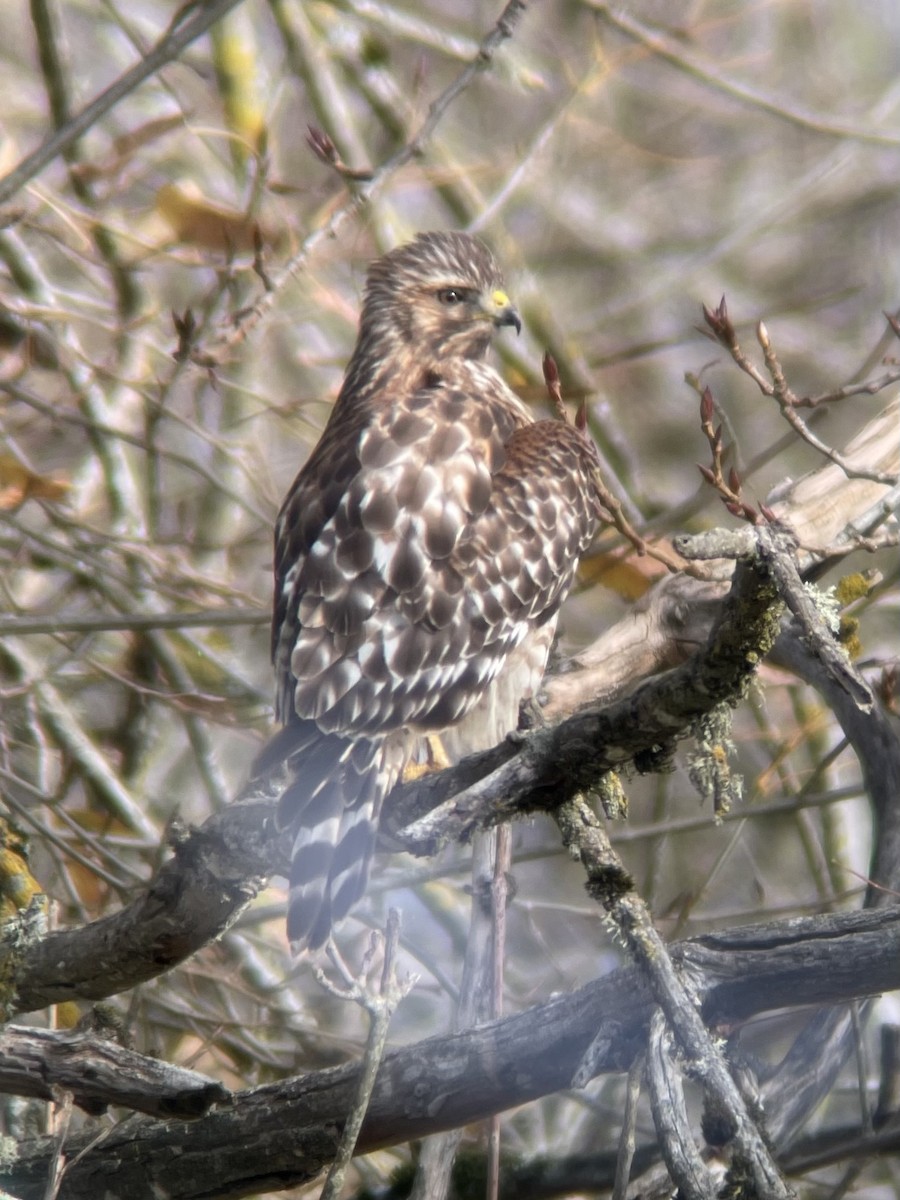 Red-shouldered Hawk - ML611702681