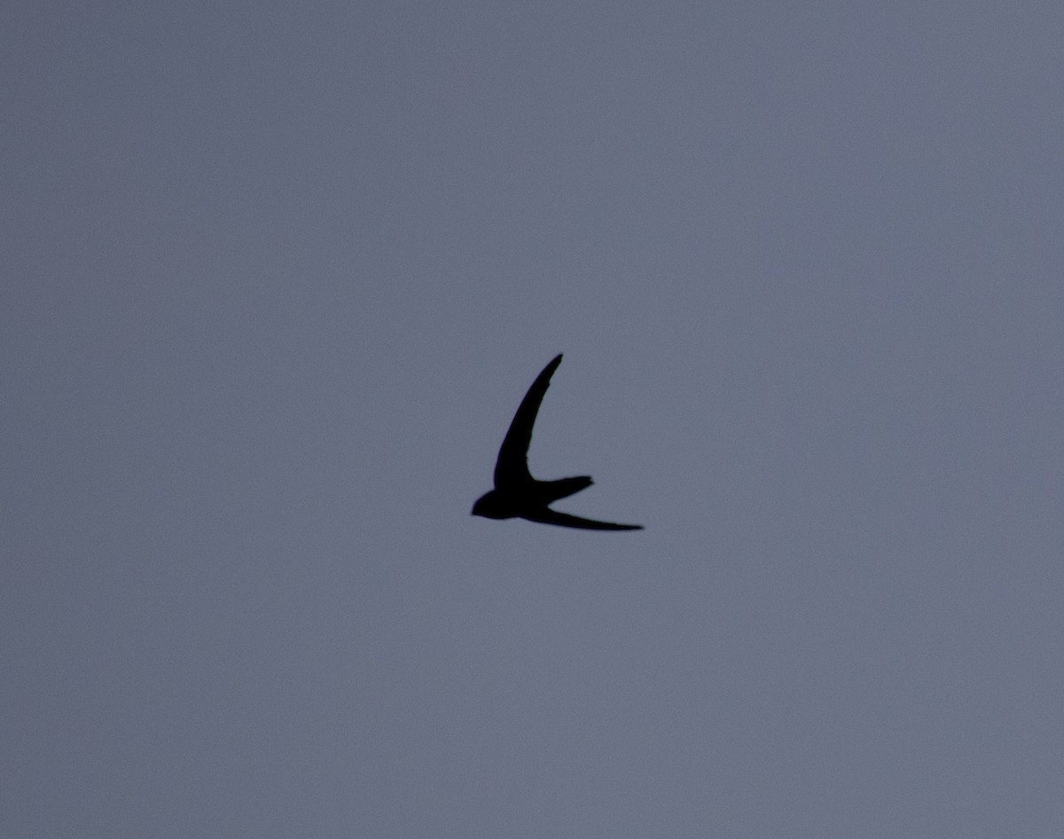 Malagasy Swift - Gary Brunvoll