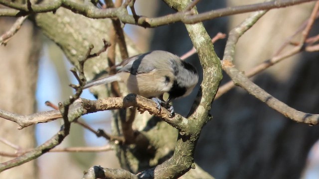 Carolina Chickadee - ML611702816