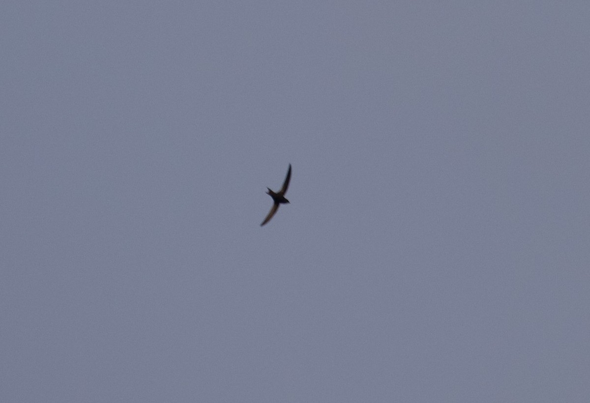 Malagasy Swift - ML611702825