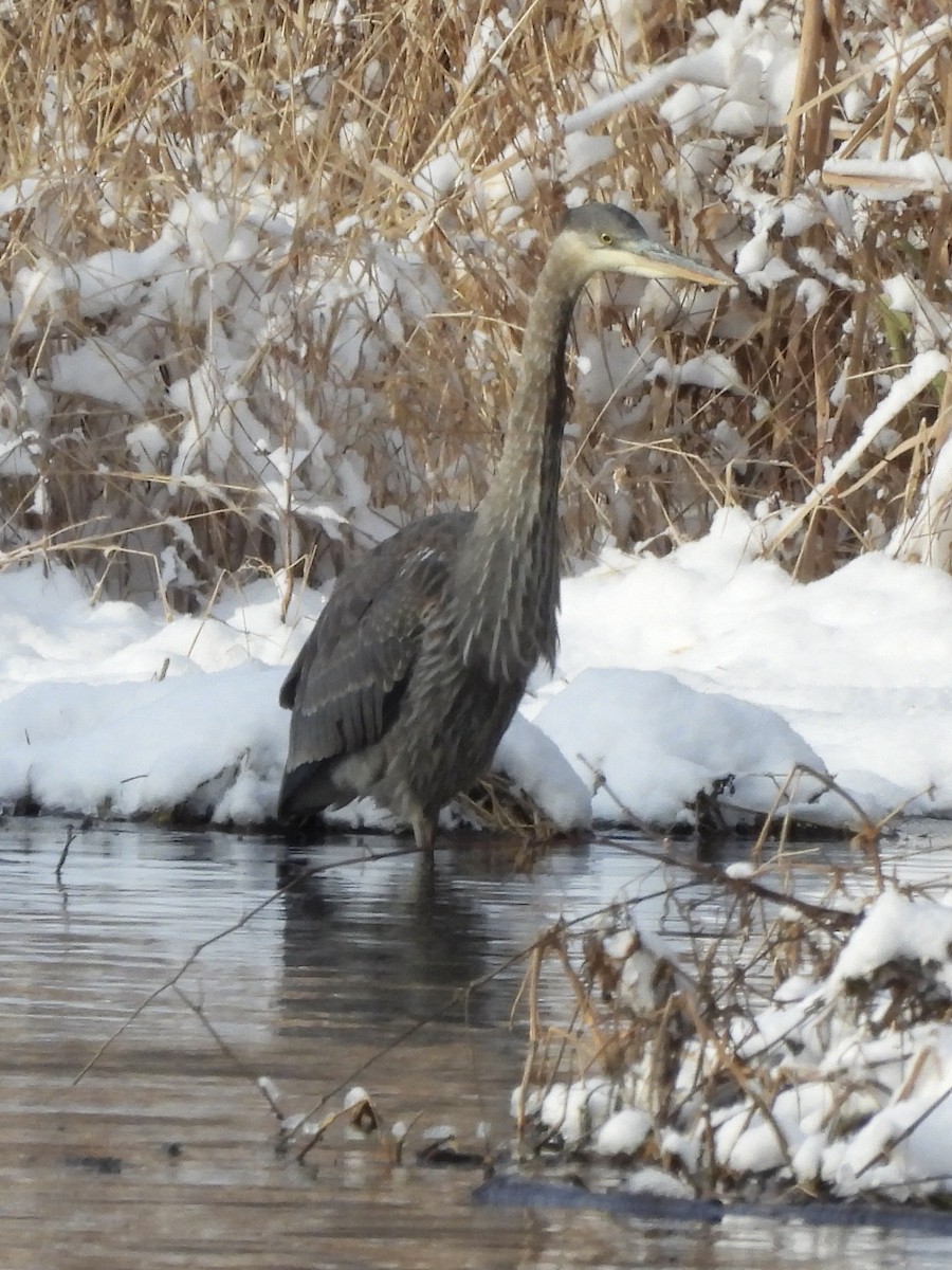 Great Blue Heron - Keith Pflieger