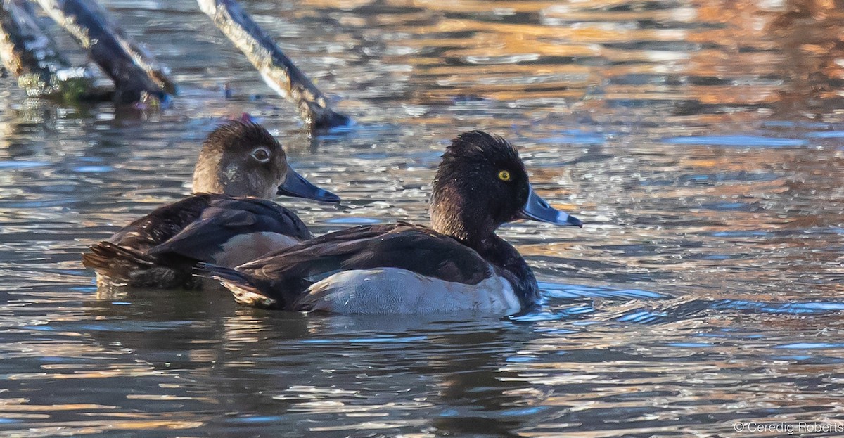 Ring-necked Duck - ML611702972