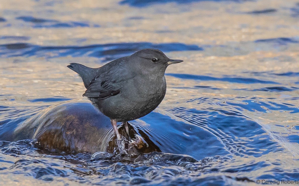 American Dipper - ML611702996