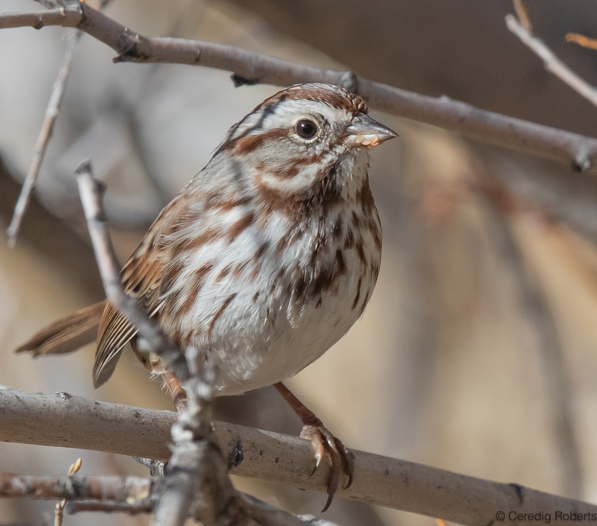 Song Sparrow - ML611702999