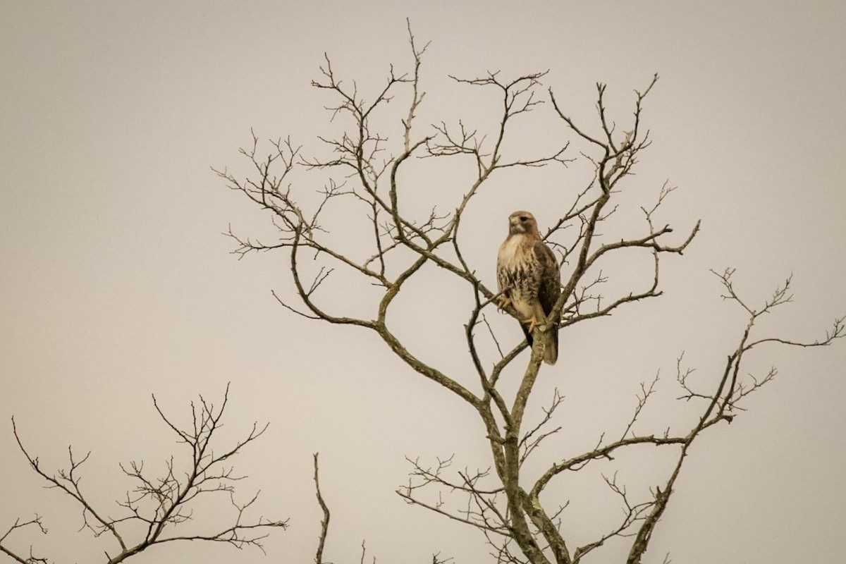 Red-tailed Hawk (borealis) - Steven Klingler