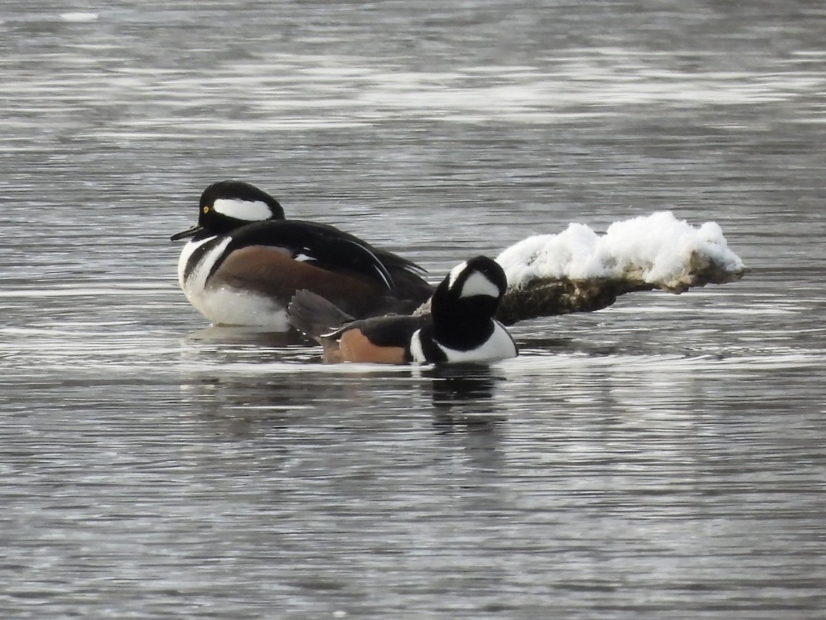 Hooded Merganser - ML611703084