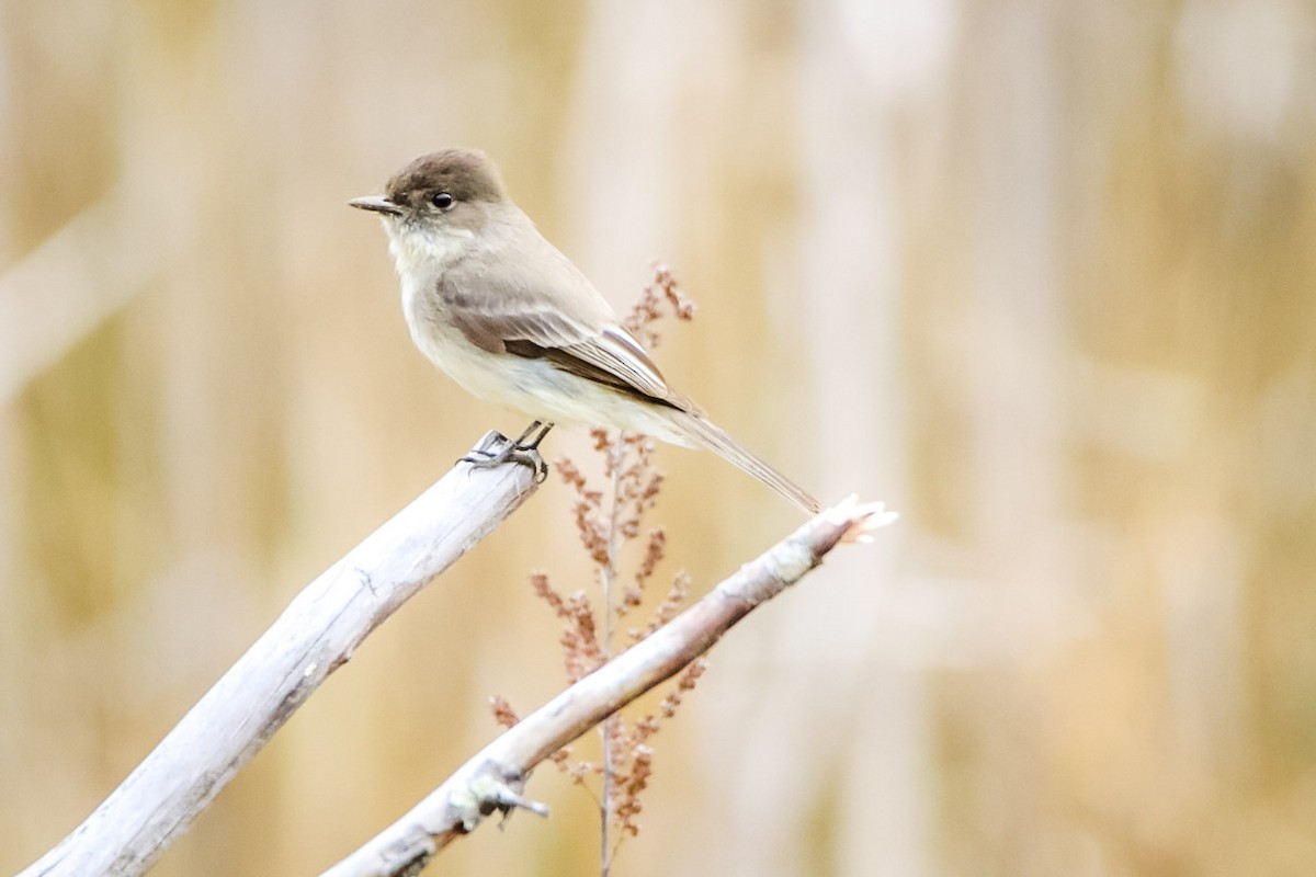 Eastern Phoebe - ML611703112