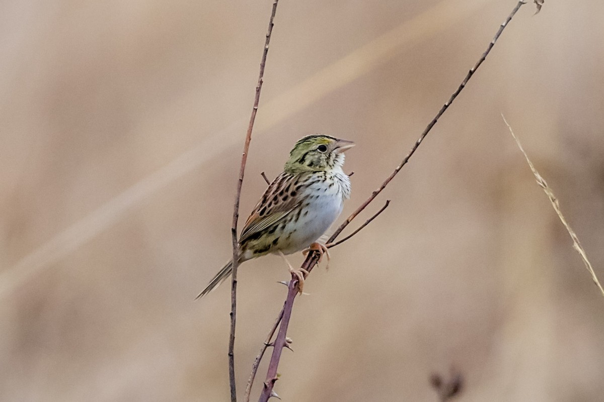 Henslow's Sparrow - Steven Klingler