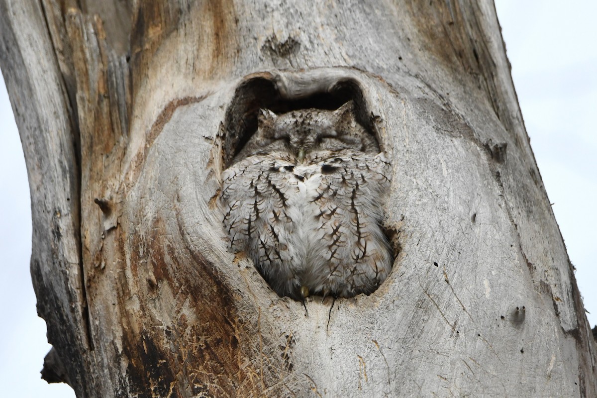 Eastern Screech-Owl - ML611703133