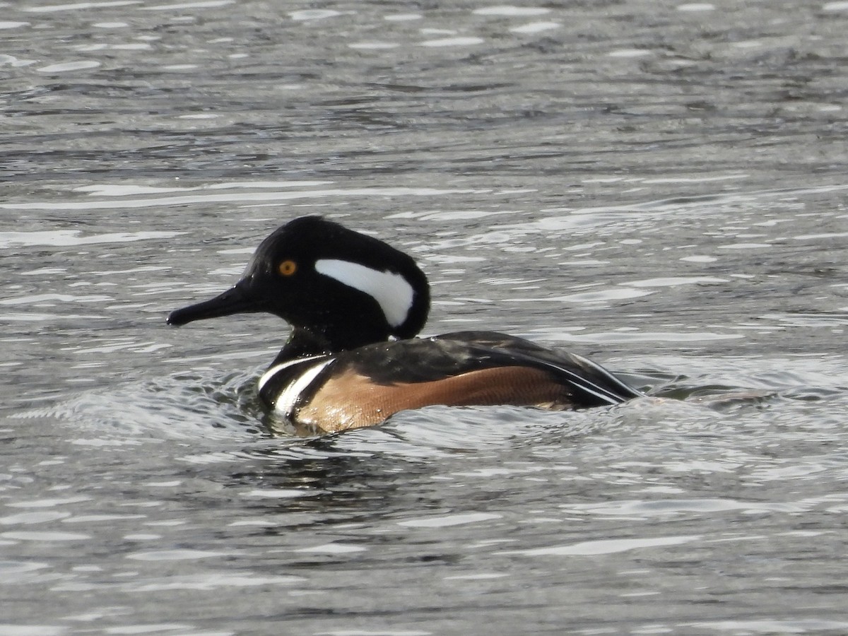 Hooded Merganser - ML611703138