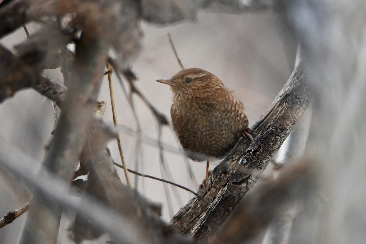 Winter Wren - ML611703144