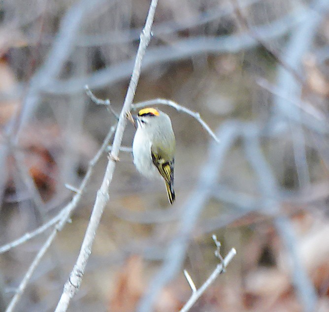 Golden-crowned Kinglet - ML611703148