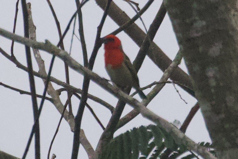 Forest Fody - ML611703175