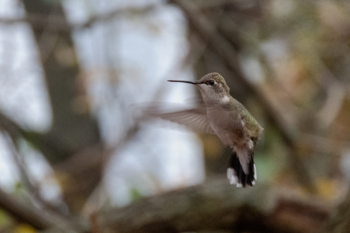 Black-chinned Hummingbird - ML611703190