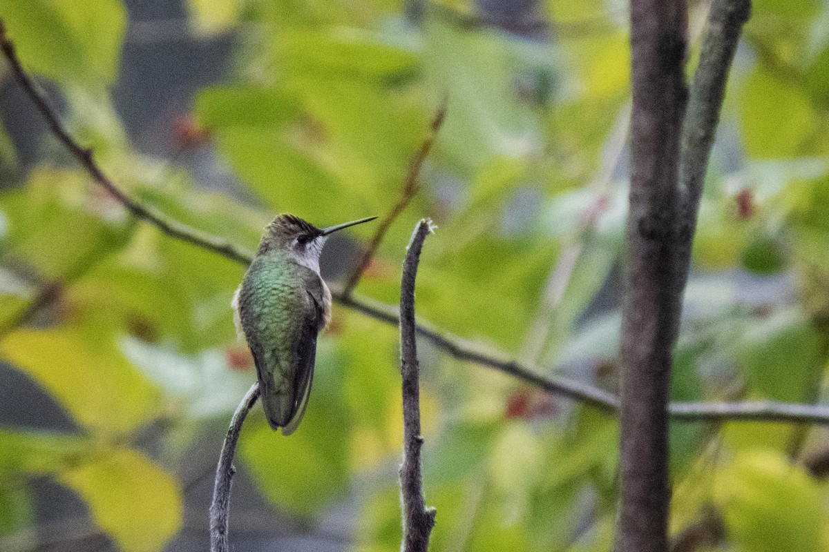 Black-chinned Hummingbird - Trevor Zook