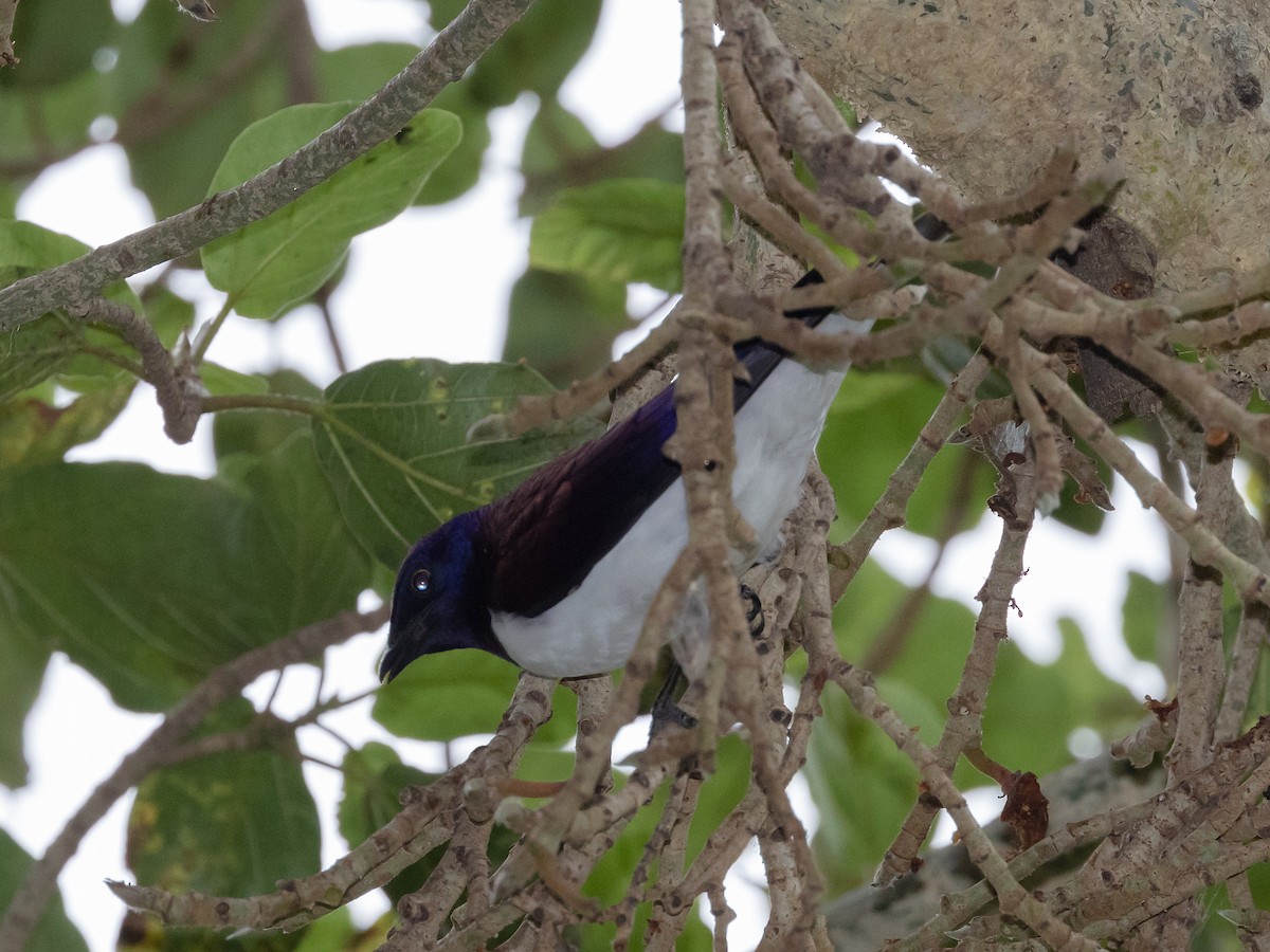 Violet-backed Starling - ML611703283