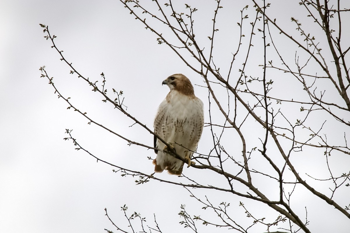 Red-tailed Hawk - ML611703383