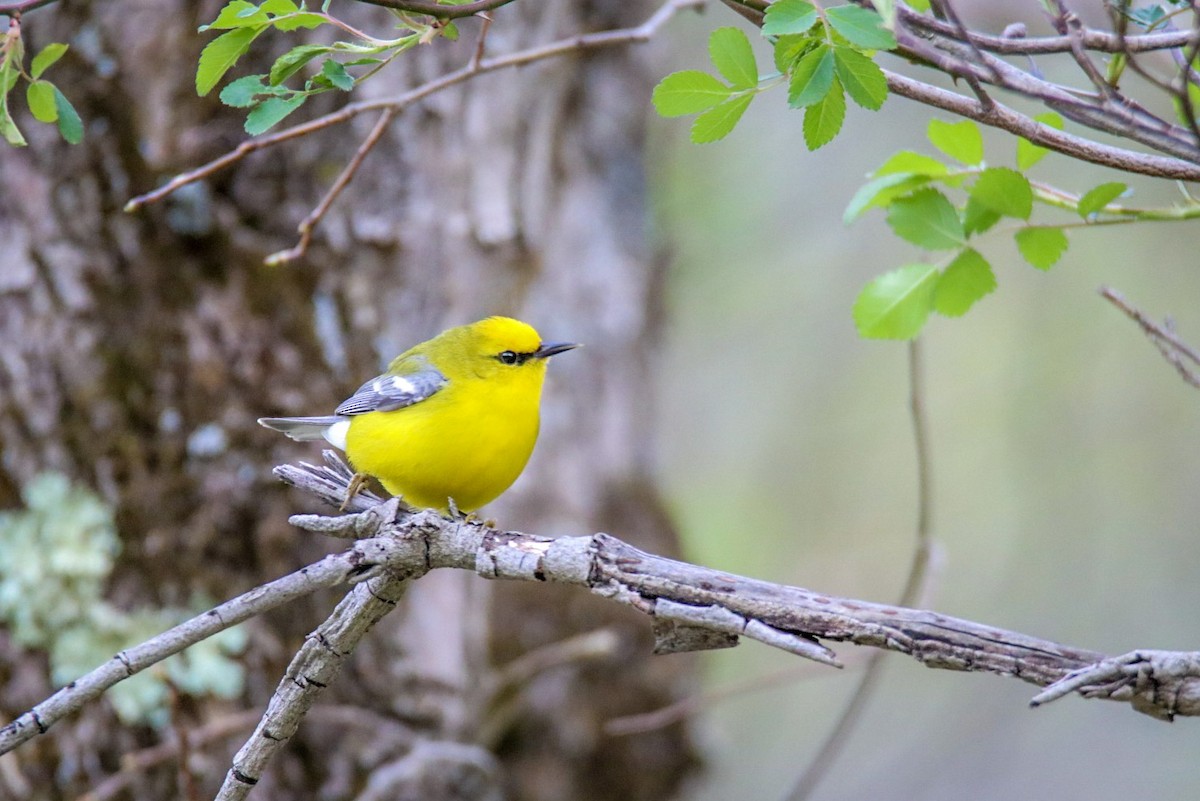 Blue-winged Warbler - Steven Klingler