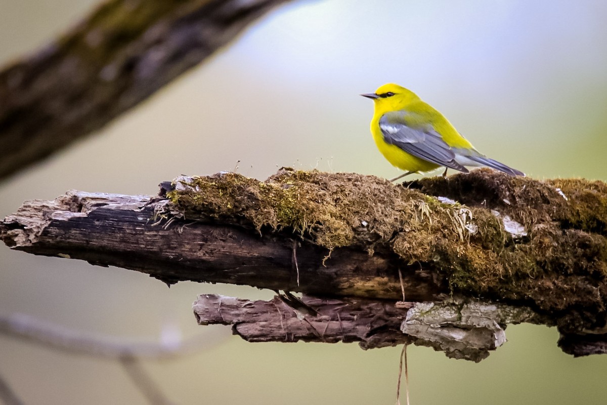 Blue-winged Warbler - ML611703400