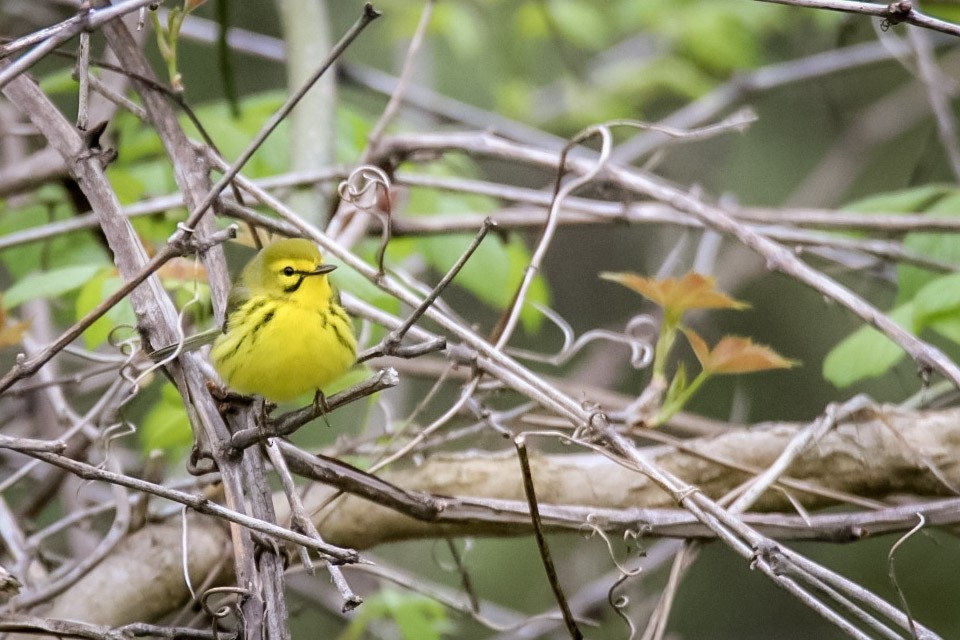 Prairie Warbler - ML611703407