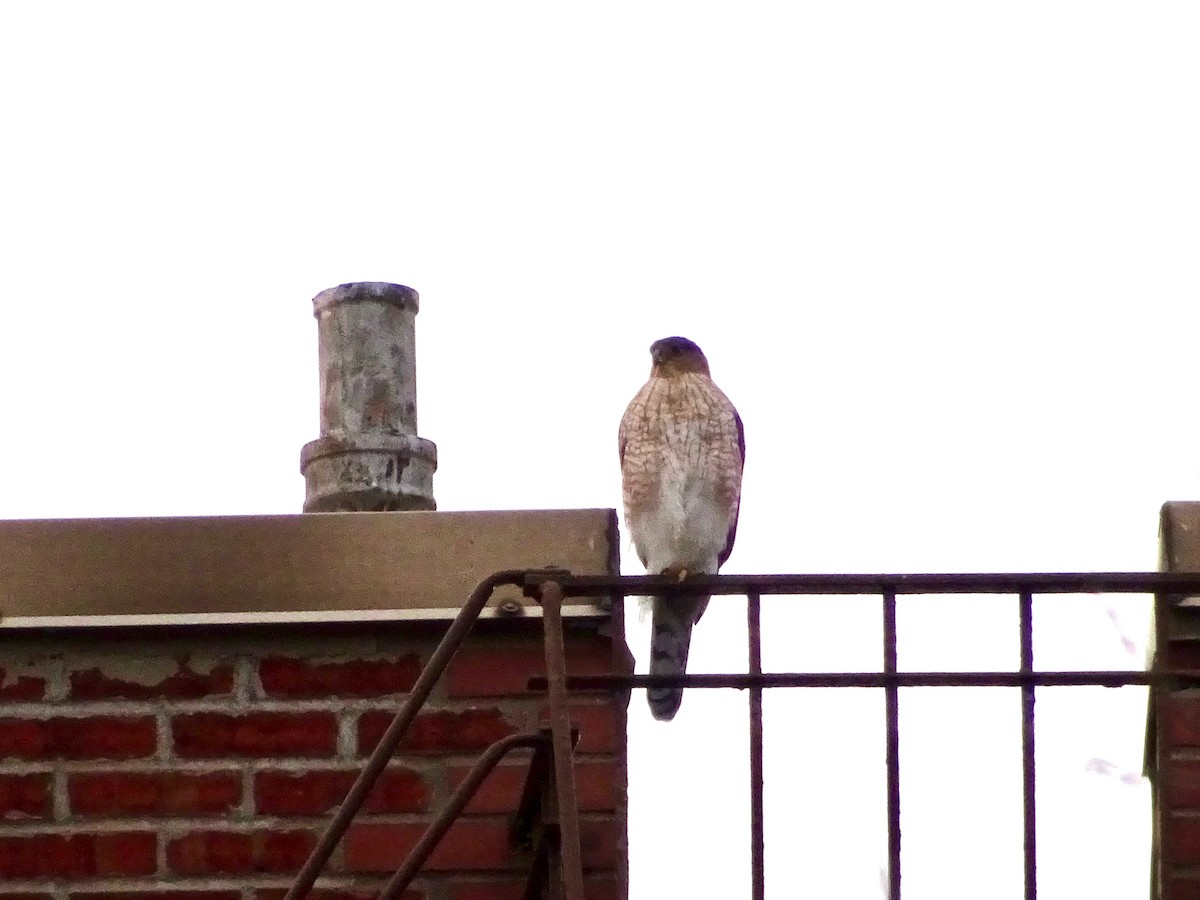 Cooper's Hawk - Benjamin Cacace