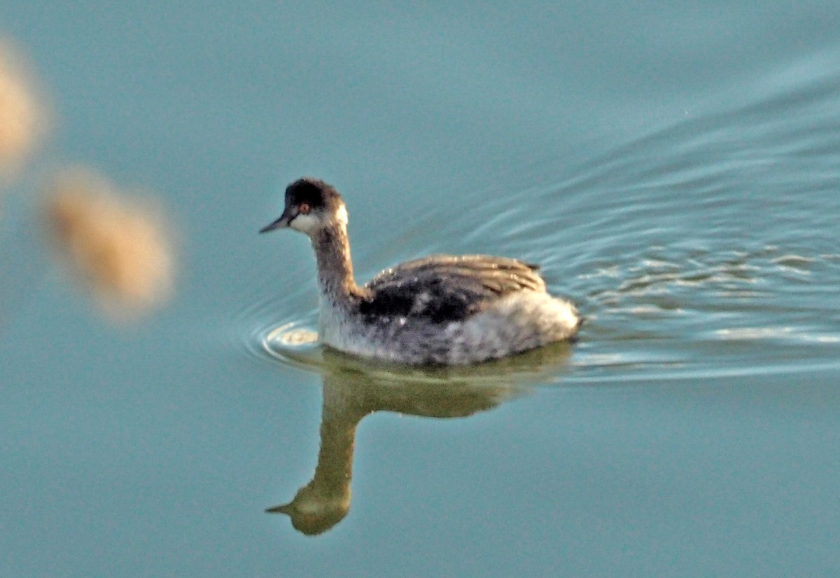 Eared Grebe - ML611703417