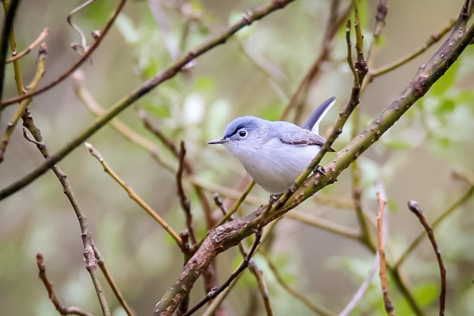 Blue-gray Gnatcatcher - ML611703422