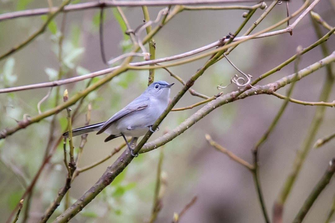 Blue-gray Gnatcatcher - ML611703423