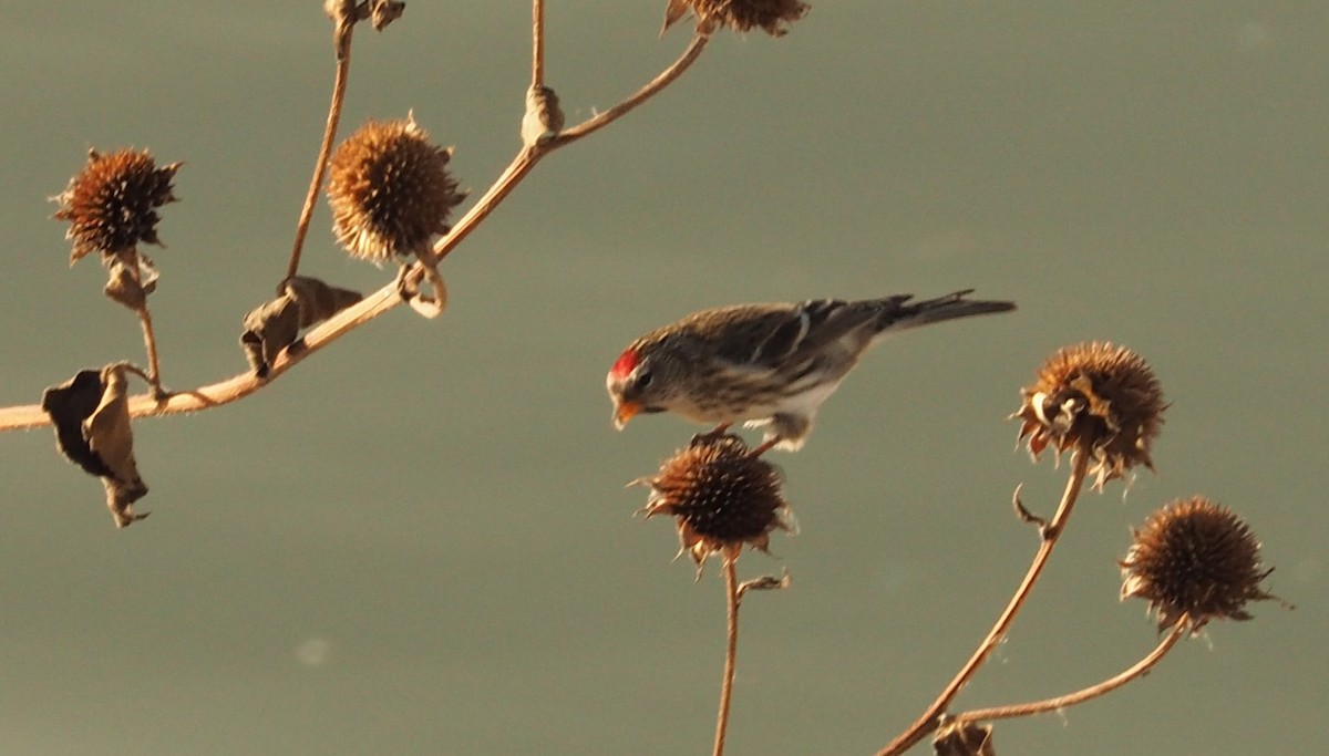 Common Redpoll - Eric Boysen