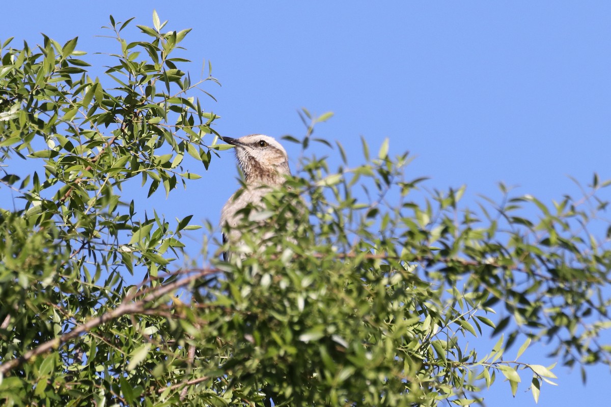 Chilean Mockingbird - ML611703662