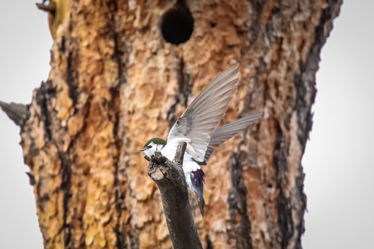 Violet-green Swallow - ML611703670