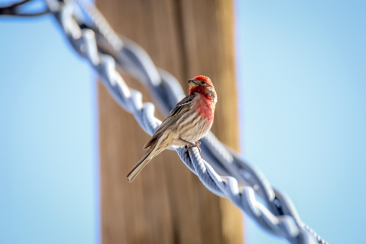 House Finch - ML611703677