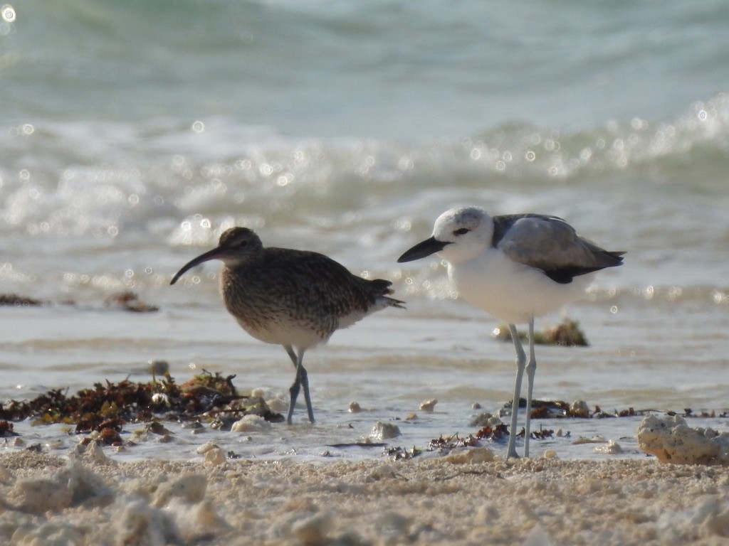 Regenbrachvogel - ML611703900