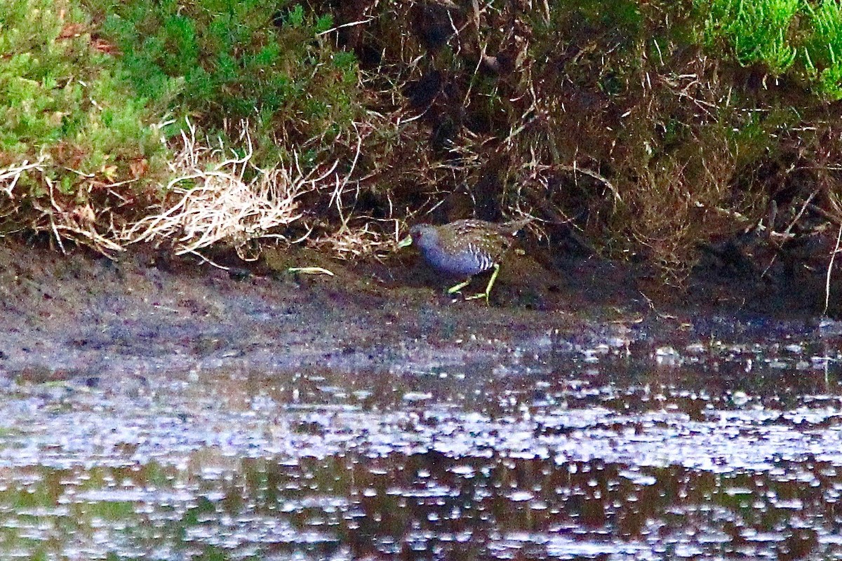 Australian Crake - ML611703908